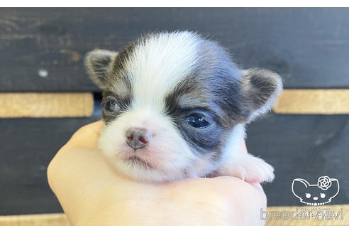成約済の愛知県のチワワ(ロングコート)-208098の2枚目